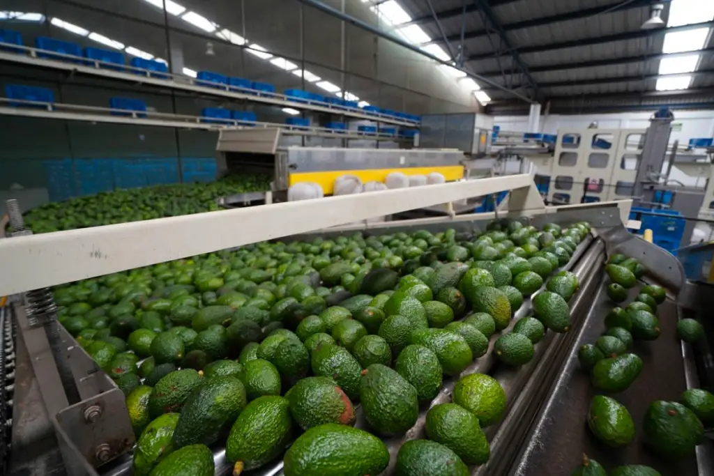 importaciones de aguacate mexicano